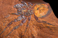 Phát hiện hóa thạch nhện cỡ lớn ở Australia 