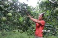 Chị Nguyễn Thị Quyên chăm sóc vườn bưởi. Ảnh: Thái Hùng - TTXVN