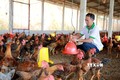 Anh Nguyễn Hữu Quý tại trại chăn nuôi gà lai chọi. Ảnh: Đồng Thúy - TTXVN