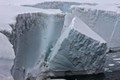 Nghiên cứu gene bạch tuộc giúp cảnh báo nguy cơ tan băng ở Nam cực