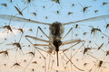 Biến đổi khí hậu khiến muỗi sinh sôi nhiều hơn