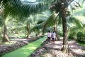 Trà Vinh phát triển hơn 27.500 ha vườn dừa