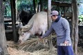 Sơn La có nhiều biện pháp chống đói, rét cho đàn vật nuôi