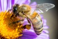 Nghiên cứu tiết lộ câu chuyện tiến hóa của hoa và loài ong