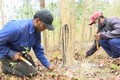 Làng A Lao - nơi bảo tồn nguồn gen quý của cây gỗ trắc