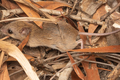 Australia phát hiện thêm hai loài chuột bản địa tí hon