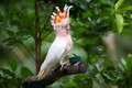 Ứng dụng AI để hỗ trợ bảo tồn loài vẹt mào hồng ở Australia