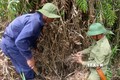Nguy cơ cháy rừng hơn 41.000 ha tại vùng trọng điểm Kiên Giang