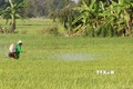 Dịch hại đe dọa năng suất, chất lượng lúa Đông Xuân ở An Giang