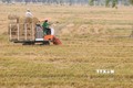 Xử lý rơm sau thu hoạch nâng cao thu nhập và hiệu quả sản xuất lúa ở Đồng Tháp