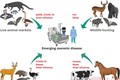 Sự thật bất ngờ về cơ chế truyền nhiễm virus giữa người và động vật