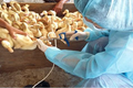 Trà Vinh hỗ trợ hộ chăn nuôi tiêm phòng vaccine cho đàn gia cầm