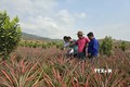 Thay đổi tư duy sản xuất nông nghiệp của đồng bào dân tộc thiểu số ở Kon Tum