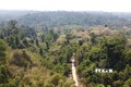 Nỗ lực bảo vệ quần thể cây ươi tại Đồng Nai