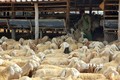 Ninh Thuận bảo vệ đàn gia súc trong mùa khô hạn