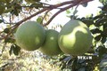 Điều kiện để trái bưởi tươi Việt Nam được xuất khẩu sang Australia
