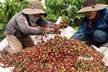 Đắk Nông ưu tiên liên kết trong sản xuất, tiêu thụ cà phê