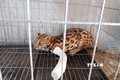 Vườn Quốc gia Bù Gia Mập tiếp nhận chăm sóc một cá thể mèo báo quý hiếm bị mắc bẫy