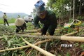 Lào Cai phát triển giá trị đa dụng, biến rừng thành “vàng”