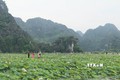 Mùa sen nở rộ hút khách đến vùng non nước Ninh Bình