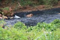 Nước Suối Tân ô nhiễm do sự cố tắc đường ống nhà máy chế biến mủ cao su