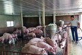 Quảng Bình xây dựng các mô hình chăn nuôi chuẩn an toàn dịch bệnh