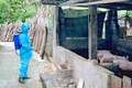 Lạng Sơn xử lý nghiêm những trường hợp giấu dịch, bán chạy lợn bệnh 