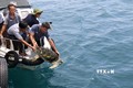 Bình Thuận thả 3 cá thể rùa quý hiếm về với biển tự nhiên