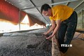 Mô hình hiệu quả trong sản xuất nông nghiệp sạch của anh Lương Văn Hậu