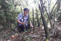 Mô hình trồng tre lục trúc lấy măng cho hiệu quả kinh tế cao ở Thái Nguyên