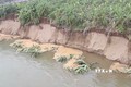 Sạt lở bờ sông tại khu 13, 14 xã Dân Quyền, huyện Tam Nông (Phú Thọ). Ảnh: TTXVN phát