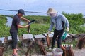 Nuôi ong dưới tán rừng ngập mặn thu đến 300 triệu đồng/vụ ở Nam Định
