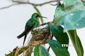 Cuba - Thiên đường của loài chim nhỏ nhất thế giới