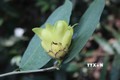 Phát triển 3 loài thực vật quý tại Pù Luông