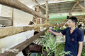 Nhân rộng mô hình nuôi dê trong vườn tiêu ở Đồng Nai