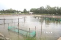Thu hoạch cá rô phi tại hộ ông Võ Xuân Mai, ấp La Bang, xã Long Sơn, huyện Cầu Ngang (Trà Vinh). Ảnh: Thanh Hòa - TTXVN