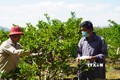 Kỹ sư nông nghiệp và nông dân trồng na theo quy trình VietGAP trao đổi kinh nghiệm canh tác tại vườn na thuộc ấp Phước Hòa, xã Suối Đá, huyện Dương Minh Châu (Tây Ninh). Ảnh: Thanh Tân - TTXVN