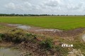 Tình hình nước mặn xâm nhập trên địa bàn tỉnh Sóc Trăng diễn biến phức tạp gây ra một số diện tích lúa bị chết do thiếu nước sản xuất. Ảnh: Tuấn Phi - TTXVN