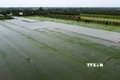 Cánh đồng lúa ở ấp An Phú, xã An Khánh, huyện Châu Thành (Đồng Tháp) bị ngập sâu trong nước nhiều ngày qua do vỡ bờ bao. Ảnh: Nhựt An - TTXVN