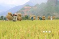 Mùa vàng bội thu trên cánh đồng lúa Mường Than. Ảnh: Nguyễn Oanh - TTXVN