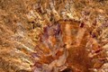 Phát hiện ký sinh trùng trong hóa thạch 512 triệu năm
