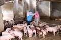 Hộ chăn nuôi lợn Trần Văn Tư, thôn Vàng, thị trấn Bích Động, huyện Việt Yên đầu tư hơn 300 triệu đồng nuôi 30 con lợn nái, đến nay đã cho sinh sản và phát triển tốt, dự kiến từ nay đến cuối năm cung cấp cho thị trường khoảng hơn 30 tấn thịt lợn đảm bảo ch