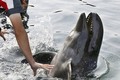 Nhật Bản lần đầu tiên giới thiệu cá voi lai tới công chúng