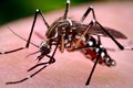 Muỗi vằn Aedes là trung gian truyền bệnh.