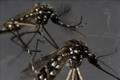 Thả muỗi biến đổi gene ra môi trường để ngăn ngừa các dịch bệnh do muỗi lây truyền