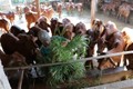 Chăn nuôi bò theo mô hình trang trại tại huyện Ba Tri. Ảnh: Huỳnh Phúc Hậu/TTXVN