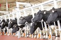 Khởi công Dự án chăn nuôi bò sữa tập trung lớn nhất Tây Nguyên