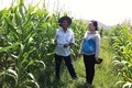 Những ruộng bắp xanh tốt nhờ chuyển đổi sản xuất phù hợp ở xã Thuận Hòa, huyện Hàm Thuận Bắc. Ảnh: baobinhthuan.com.vn
