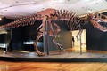 Bộ xương khủng long hoàn chỉnh nhất thế giới được bán với giá cao kỷ lục​
