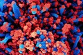 Hình ảnh quét qua kính hiển vi điện tử cho thấy một tế bào (màu xanh) bị virus SARS-COV-2 (màu đỏ) xâm nhập, lấy từ mẫu bệnh phẩm của bệnh nhân COVID-19 tại Viện Nghiên cứu Dị ứng và Bệnh Truyền nhiễm Quốc gia, Mỹ ngày 28/7/2020. Ảnh: AFP/TTXVN